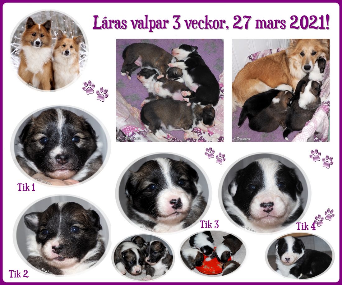 3v_laravalpar_2021_