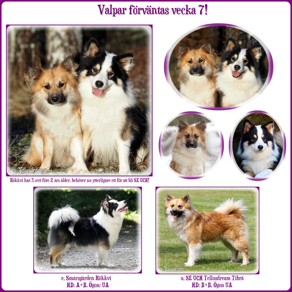 rökkvi_tibra_valpar_